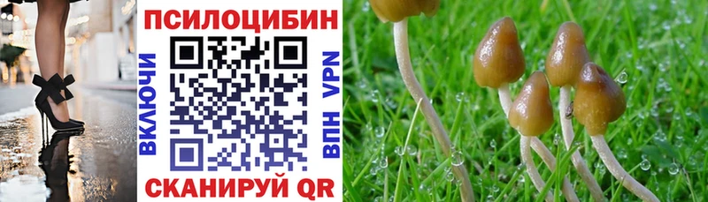 где продают   Райчихинск  Галлюциногенные грибы Cubensis 